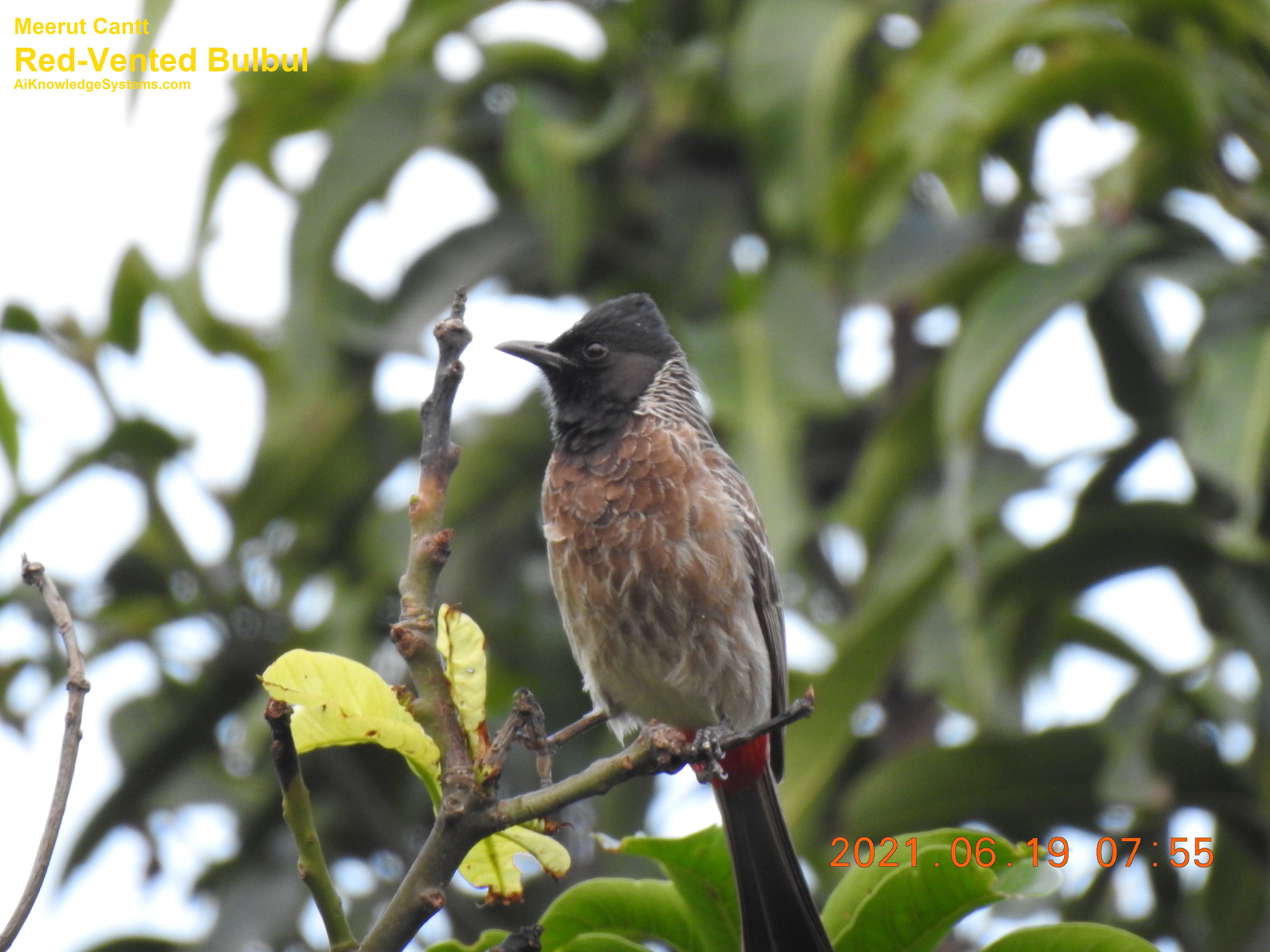 Bulbul Red Vented (7) Coming Soon